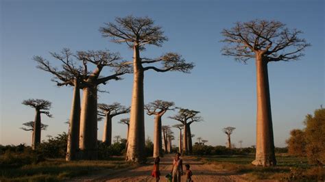 pricklypits|Finally, an answer to a mystery surrounding these 1,000.